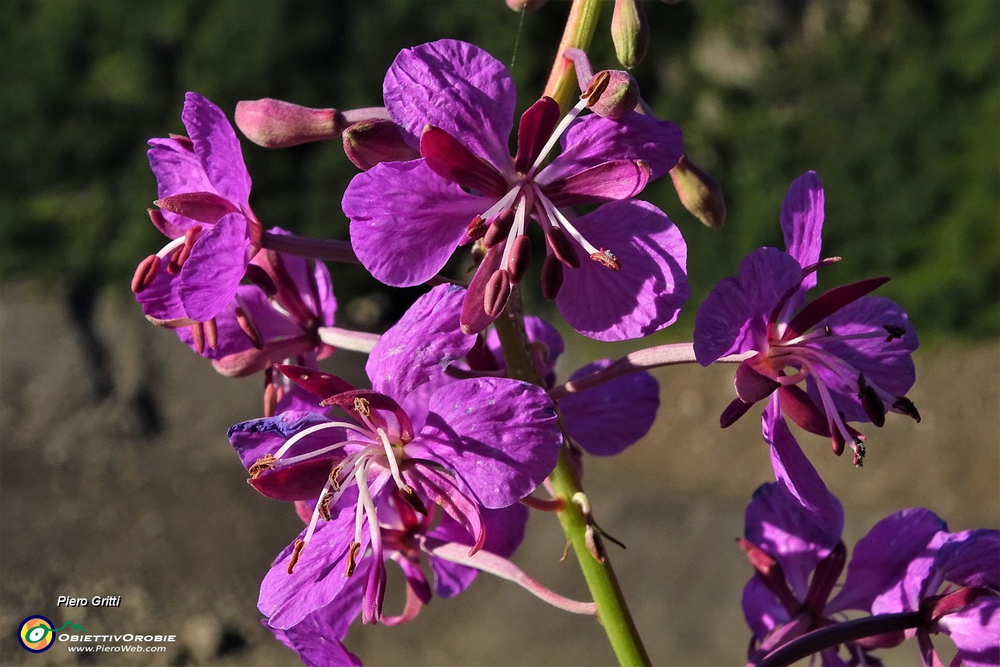 21  Camenerio (epilobium angustifolium).JPG